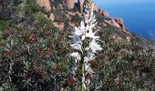 Trail Walking Saint-Raphaël - 20220324agay - Photo 2