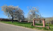 Trail Walking Rosheim - Rosheim Rosenwiller Boersch Bischenberg - Photo 6
