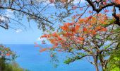 Trail Walking Bouillante - 🦎 Guadeloupe - Morne Lézard 🦎 - Photo 11