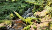 Trail Walking Saint-Martin-du-Puy - boucle lac pendant rafting - Photo 1