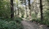 Trail Walking Viroinval - Forêt de Nismes - Regniessart - Photo 11