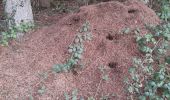 Trail Walking Somme-Leuze - maquis - Photo 1