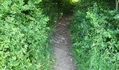 Tocht Stappen Durbuy - Bomal sur Ourthe 170625 - Photo 11