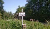 Trail Walking Sentheim - Baerenkopf  - Photo 2