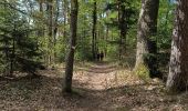 Trail Walking Guebwiller - Croix de mission Guewiller (04/05/2023) - Photo 2