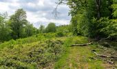 Percorso A piedi Lügde - Rundwanderweg A3 Rischenau - Schwalenberger Wald - Photo 4