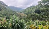 Trail Walking Le Lorrain - Boucle Morne Capot via La Pirogue - Photo 6