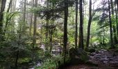 Trail Walking Rimbach-près-Masevaux - Haute Bers - Photo 11