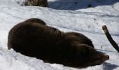 Tour Zu Fuß Grafenau - Bärenpfad - Photo 10