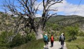 Excursión Senderismo Montbrun-les-Bains - de Montbrun à Reillanette - Photo 2