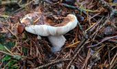Tocht Trail Arfons - ballade cool post champignons 😋 - Photo 7