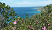 Tour Wandern Palasca - Désert des Agriate - Photo 10