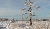 Trail Walking Spa - tour de la fagne de Malchamps dans la neige  - Photo 19