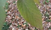 Tour Wandern Le Chesnay-Rocquencourt - Arboretum de Chevreloup - Photo 12