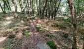 Trail Walking Chamarande - Forêt Départementale du Belvédère à Chamarande - Photo 7