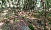 Excursión Senderismo Chamarande - Forêt Départementale du Belvédère à Chamarande - Photo 7