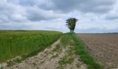 Tour Wandern Walcourt - Walcourt 230523 - Photo 3