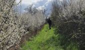 Excursión Senderismo Talmontiers - Talmontiers à Neufmarché  - Photo 3