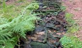 Excursión Senderismo Le Valtin - Le lac vert - Photo 15