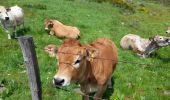 Percorso Marcia Peyre en Aubrac - live Aumont Aubrac - Nasbinals  - Photo 9