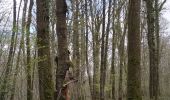 Tour Wandern Vauchassis - Bois des Ferrieres - Photo 4