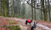 Tocht Stappen Vagney - Cascade de la Pissoire - Haut du Tôt  - Photo 12