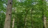 Randonnée Marche Saint-Arnoult-en-Yvelines - STAEY 2 - Photo 3