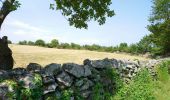 Trail Walking Molompize - Cantal - Molompize - Aurouze et Suc de Védrines - 17.7km 770m 7h05 - 2019 07 02 - Photo 7