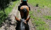 Trail Horseback riding Budling - Budling  - Photo 1