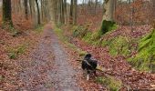 Trail Walking Belœil - Forêt de Stambruge - Photo 4
