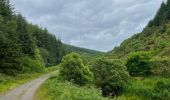 Percorso A piedi Unknown - Banagher Glen - Forest Trail - Photo 3