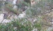 Trail Walking Ollioules - grotte théâtre  - Photo 2