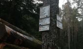Trail Walking Rombach-le-Franc - Col de Fouchy  - Photo 17