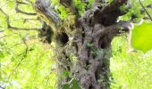 Tour Wandern Verviers - aqueduc-bois de Jalhay-Cossart  - Photo 7