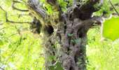 Percorso Marcia Verviers - aqueduc-bois de Jalhay-Cossart  - Photo 7