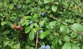 Trail Walking Hoeselt -  Sint-Huibrechts-Hern - Photo 5