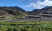 Tour Wandern Collioure - autour de Collioure a travers les vignes - Photo 19