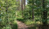 Excursión Senderismo Hechtel-Eksel - Promenade vers la piste dans les arbres  - Photo 14