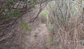 Excursión Senderismo Argelès-sur-Mer - réserve du mas Larrieu de part et d autre du Tech - Photo 9