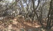 Trail Walking Brignoles - l'Amarron - Photo 19
