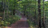 Tour Zu Fuß Košařiska - NS Po stopách salašnictví - Photo 10