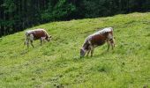 Trail Walking Metzeral - Sentier historique - Mittlach - Fischboedle - Photo 2