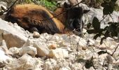 Trail Walking Saint-Mathieu-de-Tréviers - Pic St Loup  - Photo 13