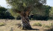 Excursión Senderismo Castelnau-de-Guers - L’étendoir aux fées  - Photo 11