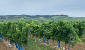 Trail Walking Bouteville - Bouteville : Sentier des Chaumes Boissieres - Photo 1