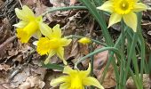 Trail On foot Büllingen - Balade des Jonquilles Krinkelt 12 Km - Photo 8