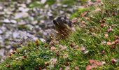 Percorso A piedi Courmayeur - Mont Fortin - Photo 6