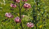 Tour Wandern Gresse-en-Vercors - Grand Veymond de Gresse en Vercors - Photo 1