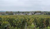 Tocht Stappen Coteaux-sur-Loire - Saint-Patrice les Prés Bédoué - GRP Étang Chêne Meunier Ingrandes-de-Touraine - 20.4km 315m 4h35 (1h10) - 2024 10 03 - Photo 8