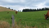 Tour Wandern Linthal - Hilsen-Hilsenfirst-Petit Ballon-Hilsen - Photo 4